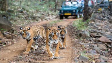 compare corbett and ranthambore for a 5 day wildlife photography trip in november on a 50k budget