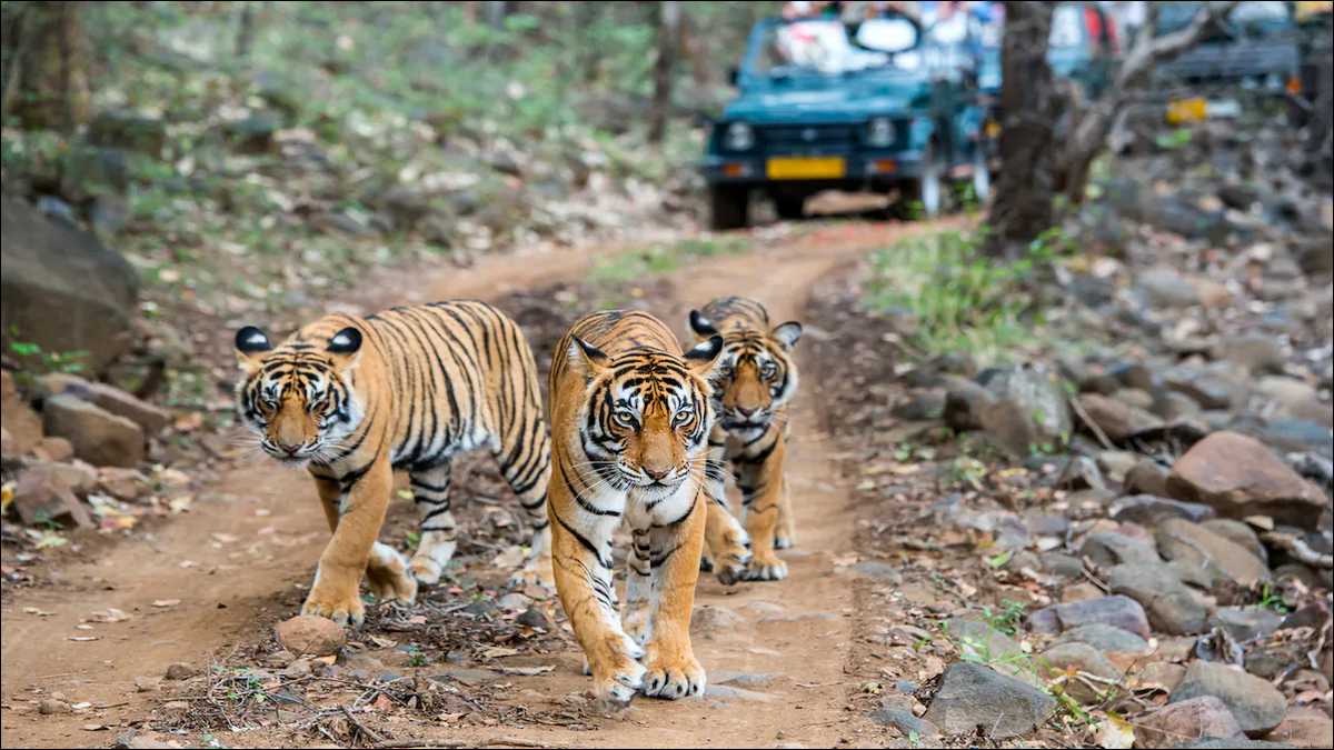 compare corbett and ranthambore for a 5 day wildlife photography trip in november on a 50k budget