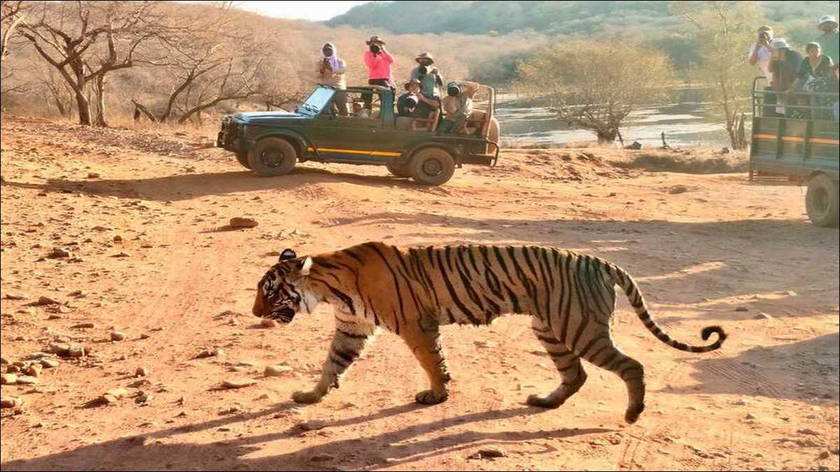 Wildlife photographer's golden hour shot inside an Indian tiger reserve in November